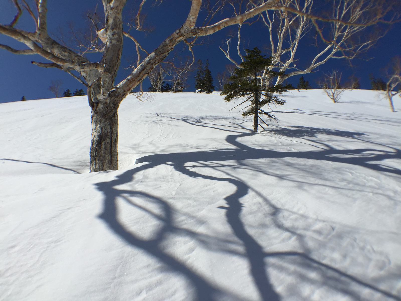 Untracked snow under birch trees, long shadows across the slope at Kagura